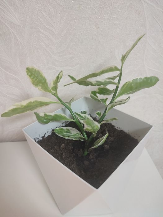 продам цветок педилантус