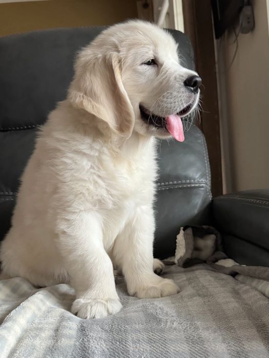 Băiețel Golden Retriever cu Pedigree FCI