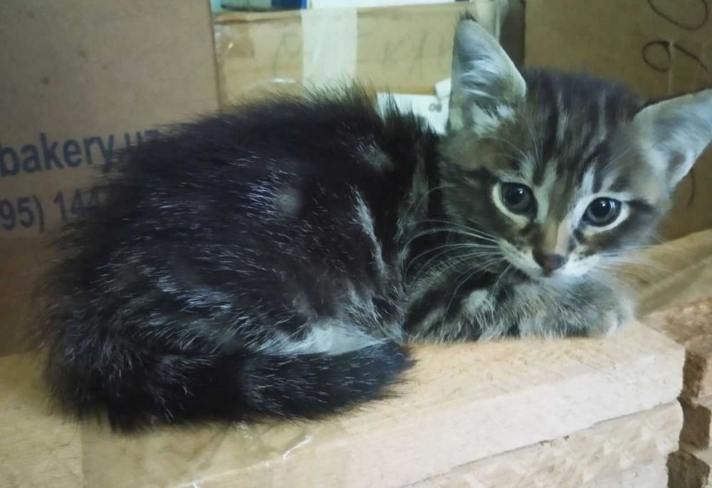 Котята в добрые руки. Смотрите фото