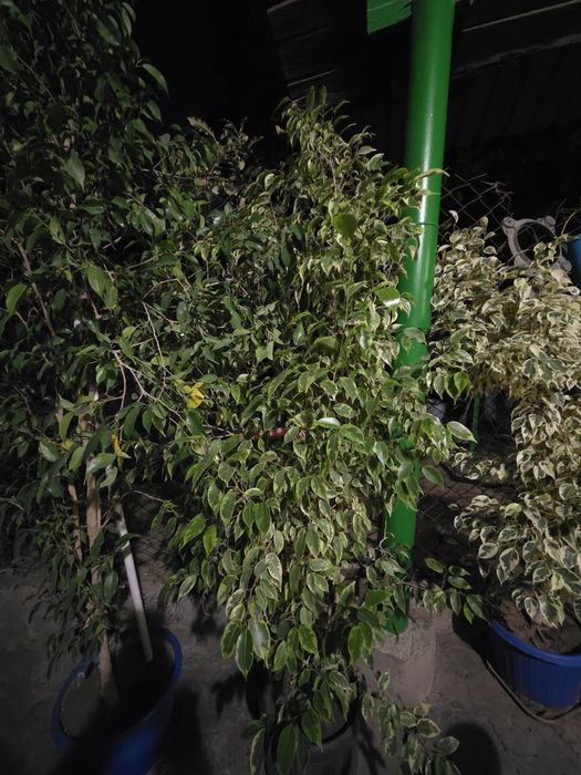 фикус бенжамина ,