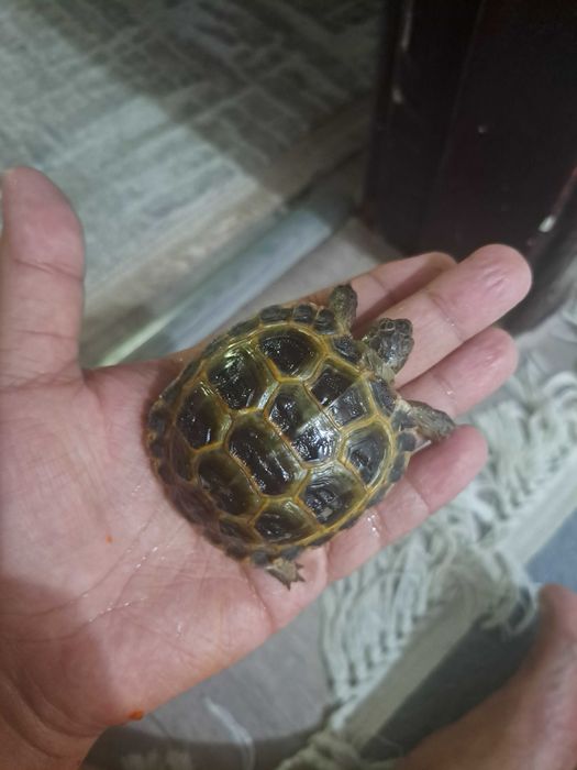 Toshbaqa черепаха