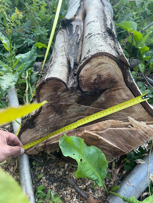 Vând 10 butuci lemn de buc de diferite dimensiuni