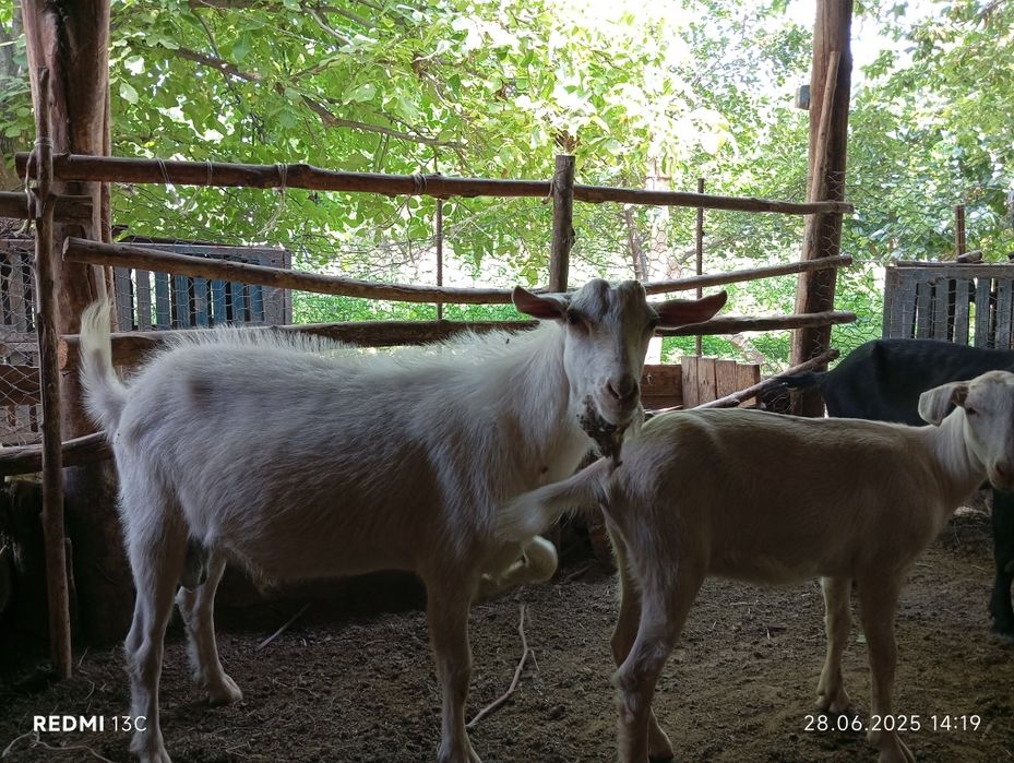 Porno aktrisa Viola Nymph ishtirokidagi porno videolar