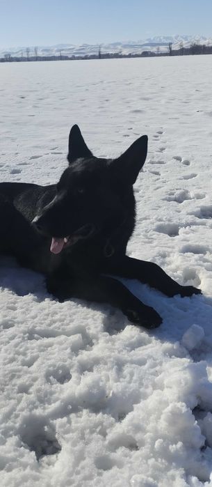 Продам Кобель ВЕО 1.4 года