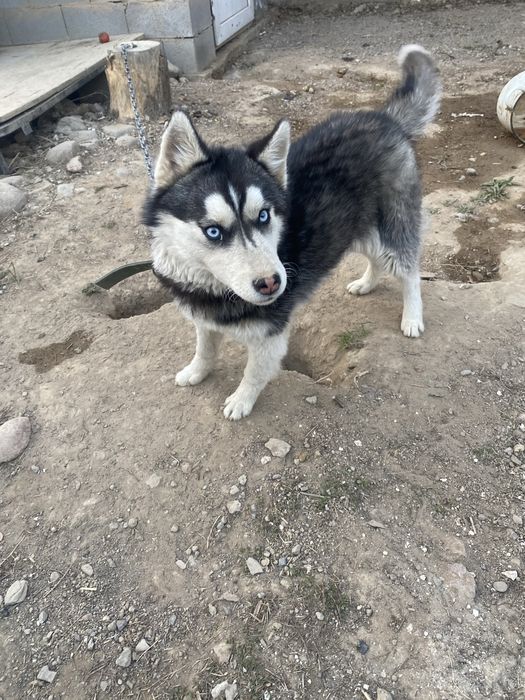 Хаски күшік ұрғашы 30-к