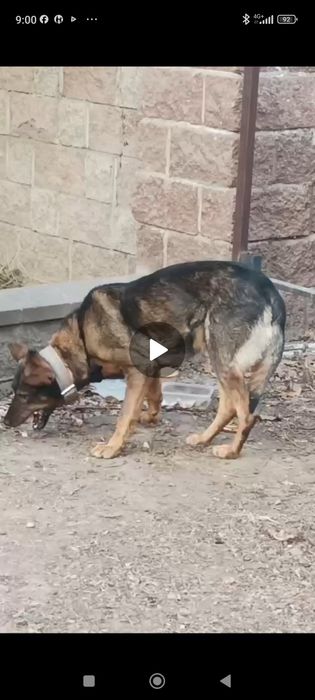 Нашлась собака потеряшка