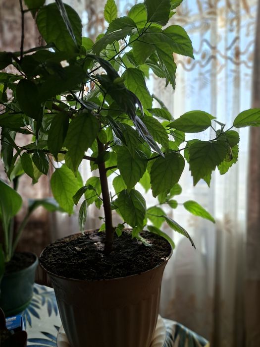 Домашние комнатные цветы