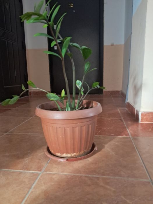 Комнатные цветы 3000 тг