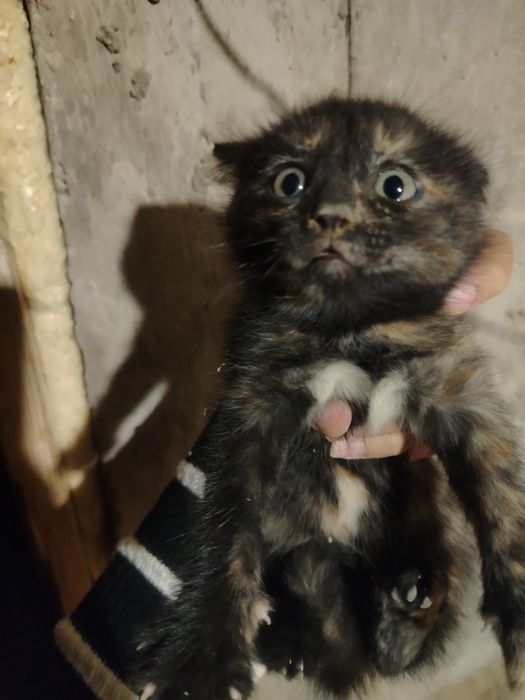 Отдам котят в добрые руки