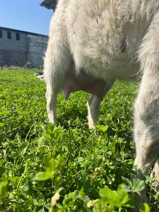 Эчки сотилади срочно