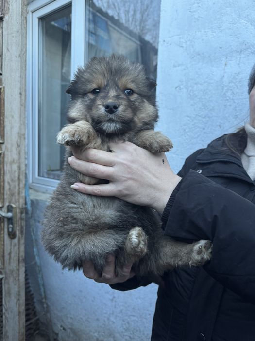 Щенки девочки срочно ищут дом!