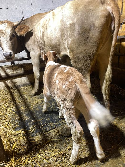 Junica la prima fatare cu vitel buna de lapte
