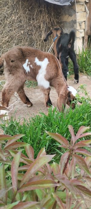 Продаются козлики (еркек)нуби