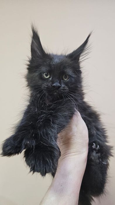 Премиум котята Мейн-кун в Рассрочку