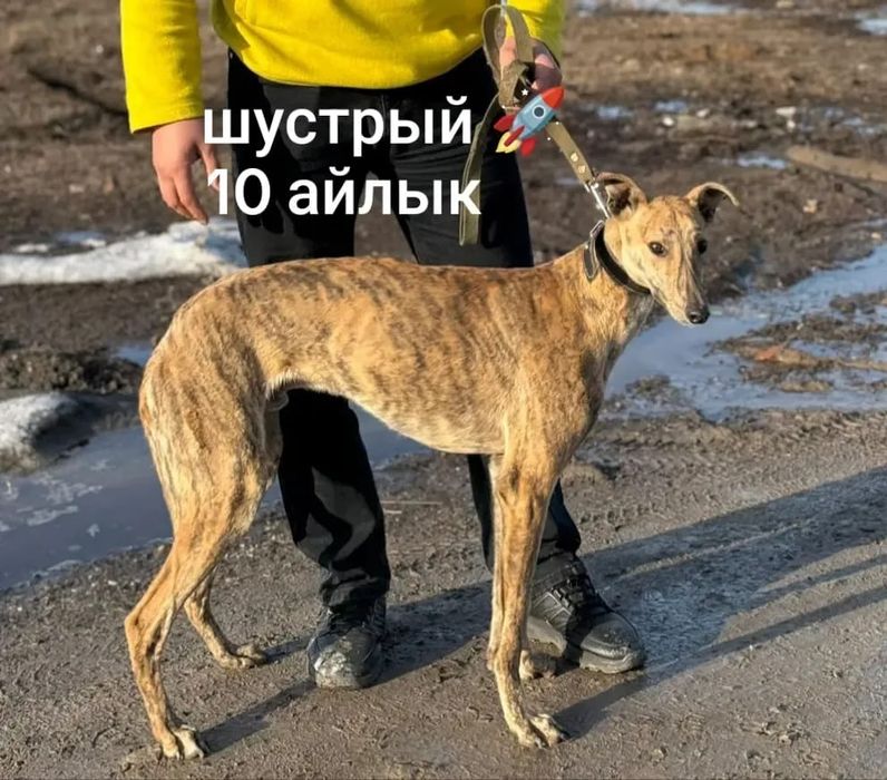 Продам чистый грей