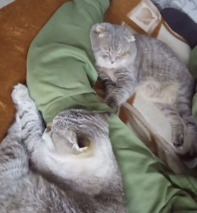 Продам котят британцы