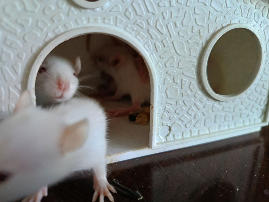 Продаются декоративные крысята