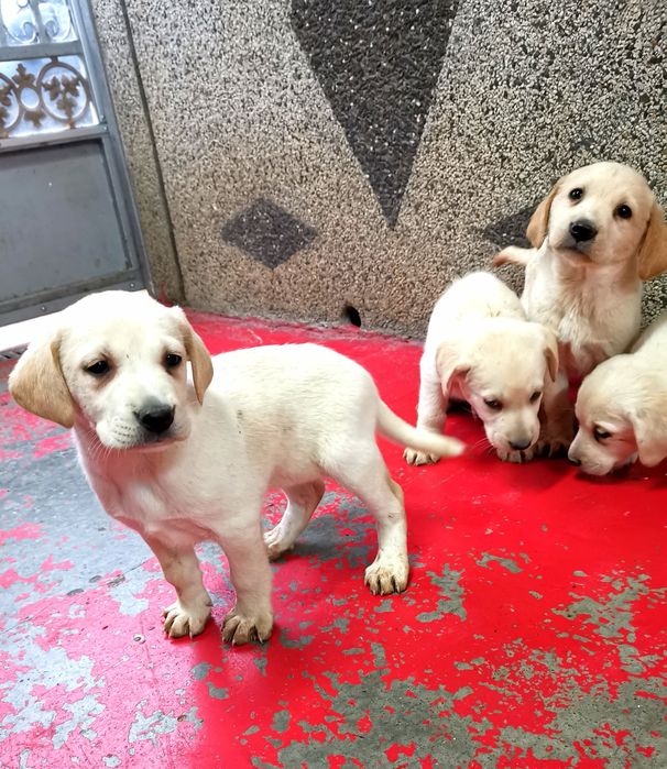 Лабрадор ретривър