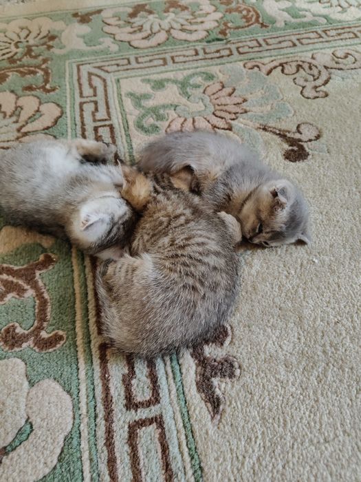 Котята британские