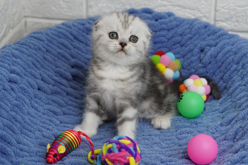 Шотландские вислоухие Котята