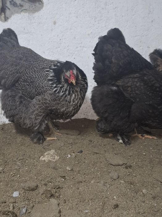 Продам      куры