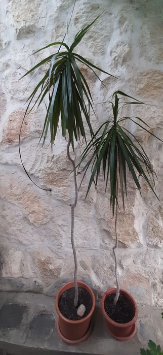 Plante decorative de interior