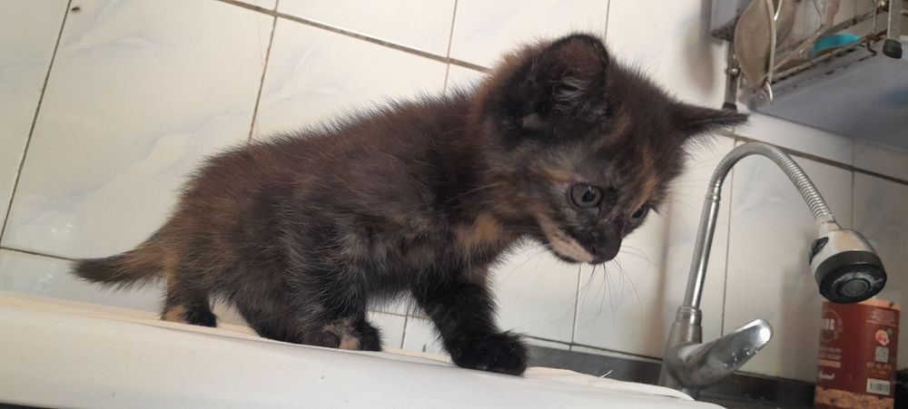 Отдам Бесплатно Котят