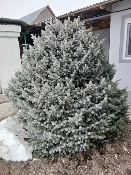 Продам елку пышную