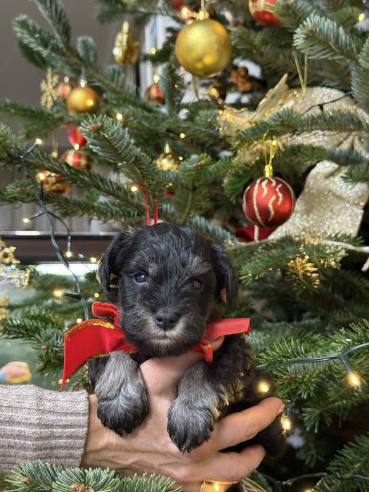 Schnauzer pitic negru-argintiu-cu pedigree
