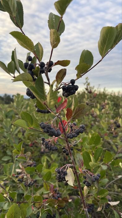 Fructe Aronia proaspete – recoltă 2026 – direct de la producător