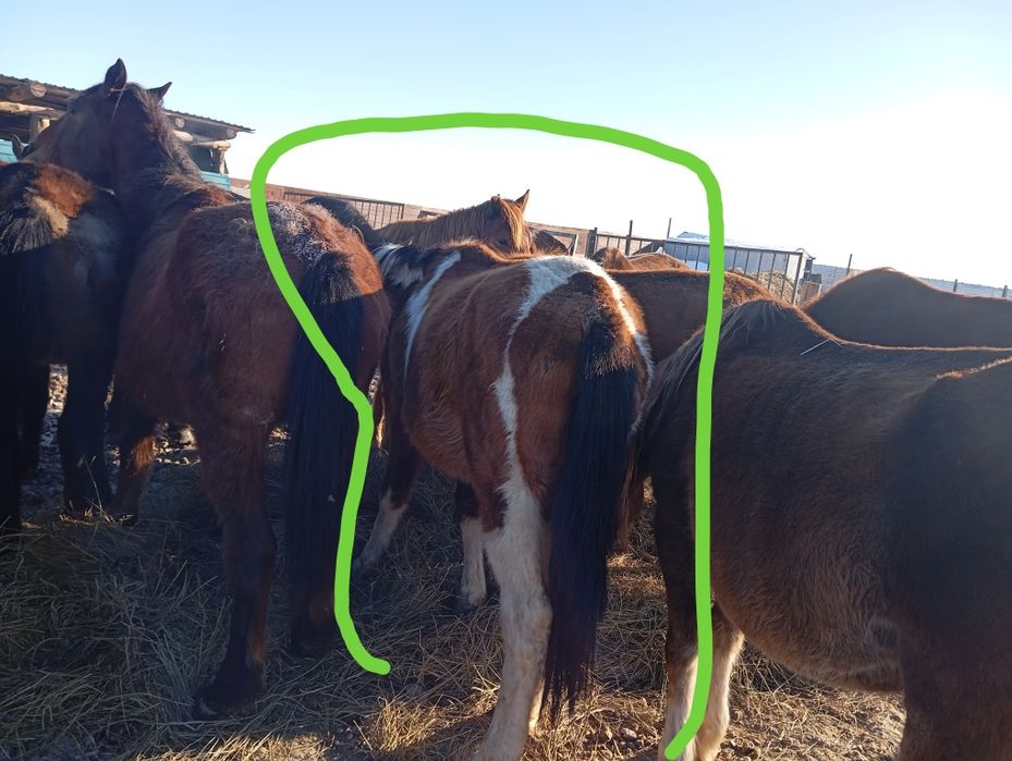 Продам тайчиков, в мае будет 2 года