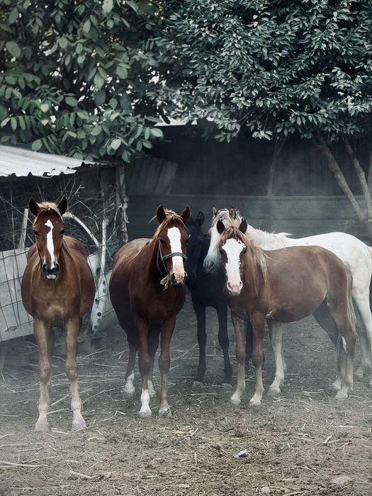 Ангел Саммерс порно