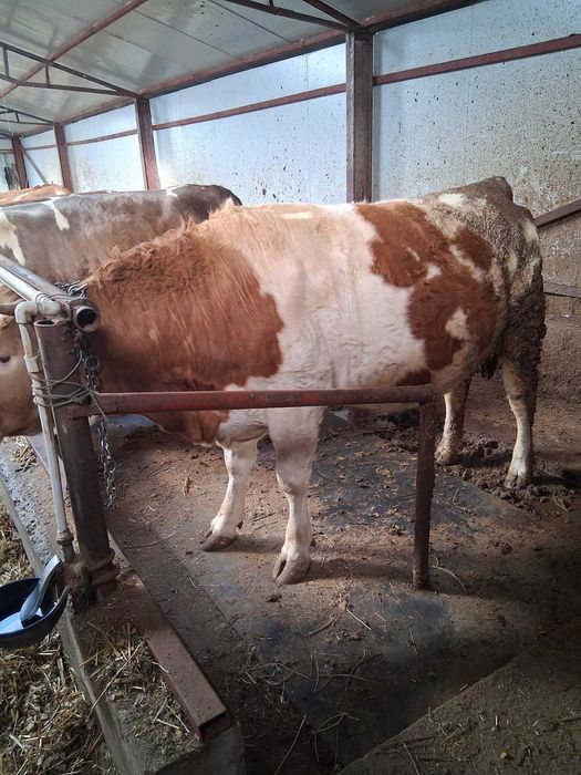 Vand junele gestante