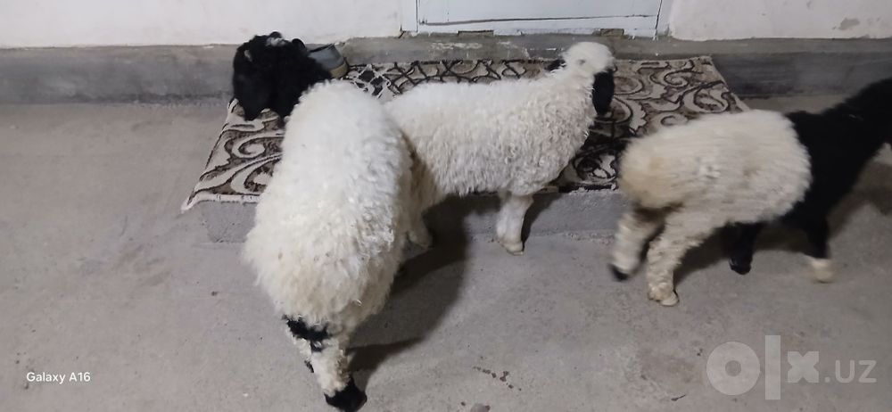 Qoʻzichoqla sotiladi. Oq qora 3 ta, bittasi kotta qogani kichkina