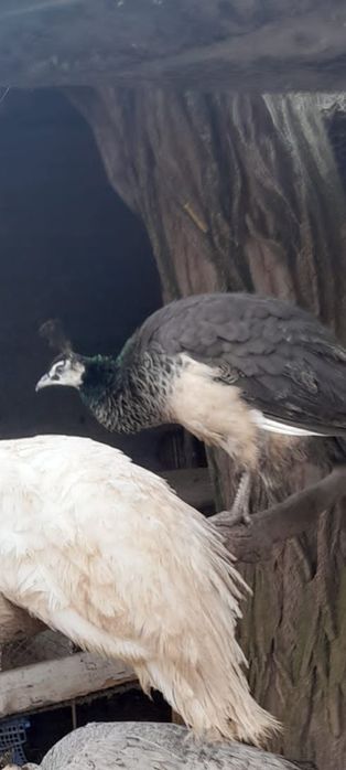 Vând  păuni tineri