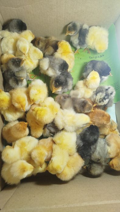 Инкубатыр 100 жұмыртқа