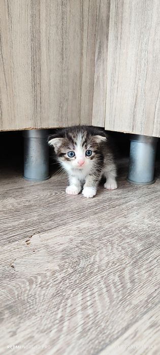 Котята             .