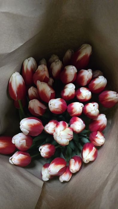 Тюльпаны ОПТОМ и розницу