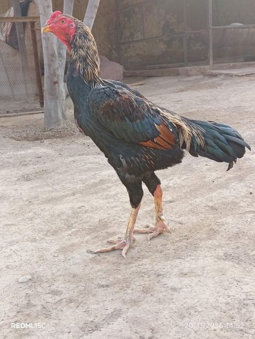 Dakan xoʻroz sotuvda