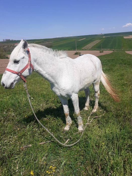 Vanď Cal este foarte bune