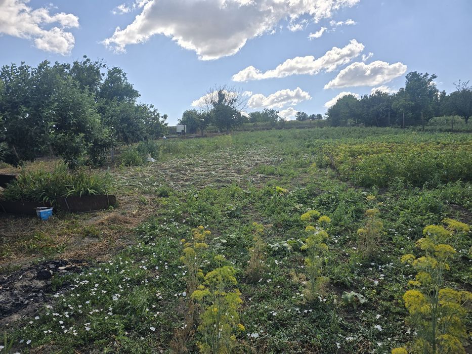 Продава се Парцел в с. Професор Иширково, Област Силистра - 1900 кв.м за 6 €/кв.м - Снимка #3