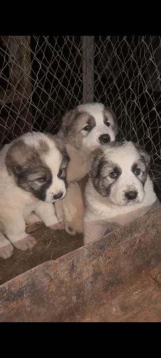 Алабай щенки продаётся