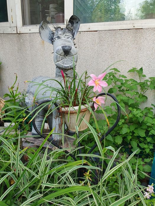 Продам цветы разных видов