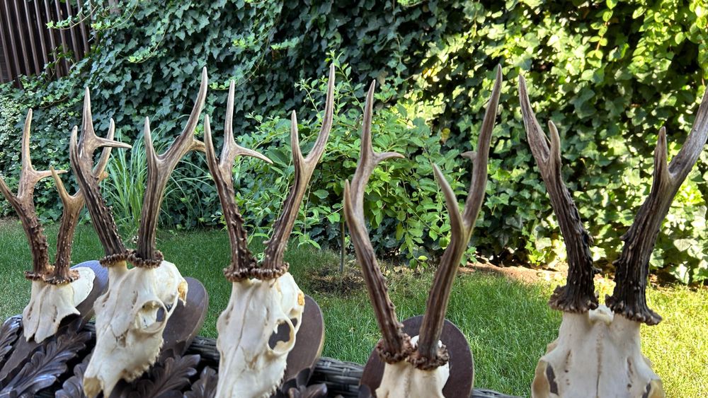 Trofee căprior cu panoplie