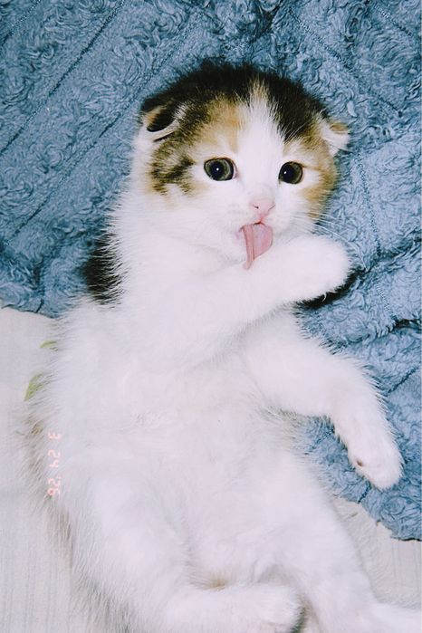 Шотландский котят