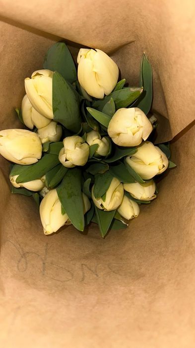 Тюльпаны голландские высокие