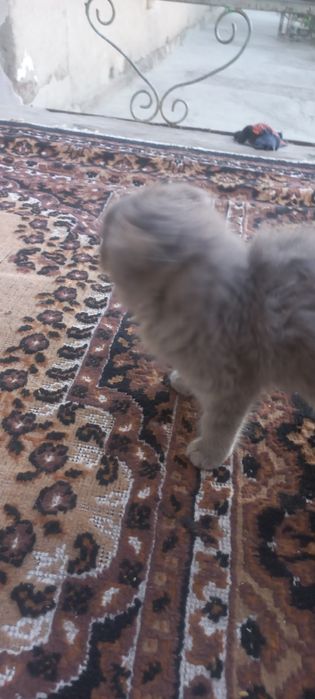 mushuk sotiladi 600 ming som zotdor qiz bola