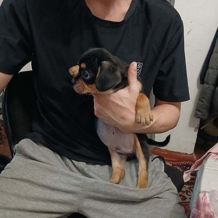 Продам щенка,кабель. Скоро 2месяца. Привиты