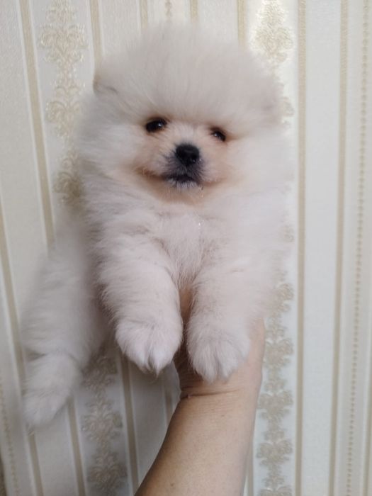 Померанский шпиц