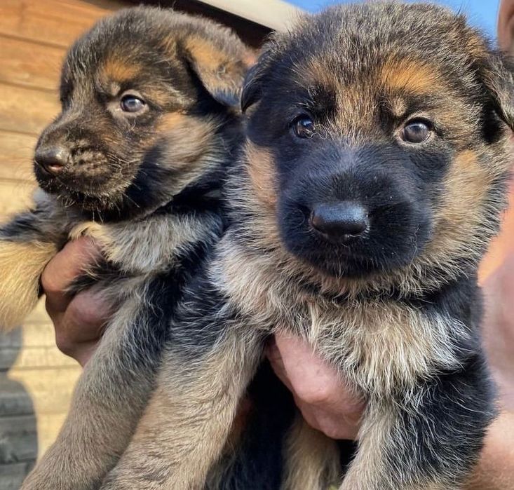 Продам щенка немецкая овчарка